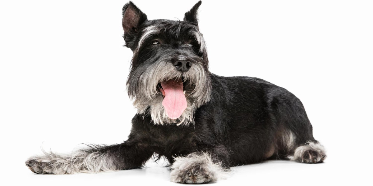 cuanto pesa un mini schnauzer