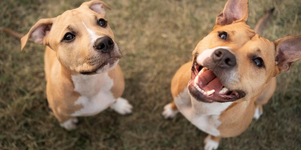 Cómo presentar a dos perros de forma segura