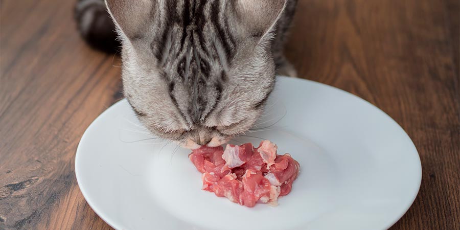 pueden-los-gatos-comer-carne-cruda