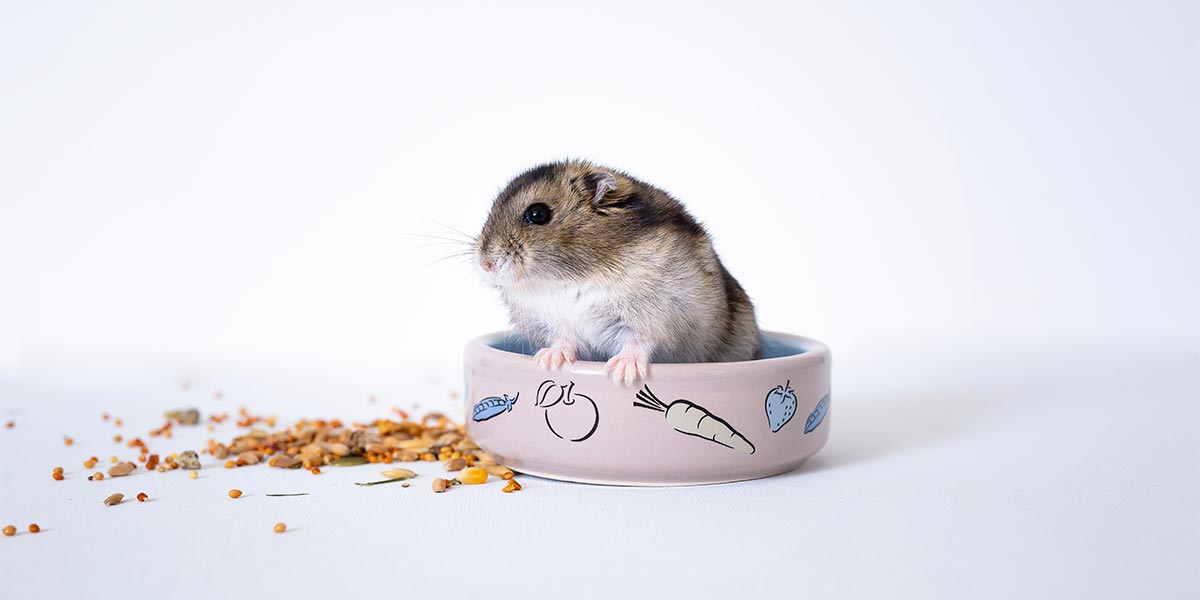 Qué comen los hámsters Guía completa