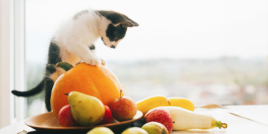 que-frutas-y-verduras-pueden-comer-los-gatos