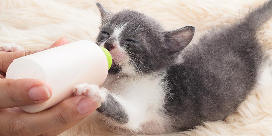 que-puede-comer-un-gatito-recien-nacido