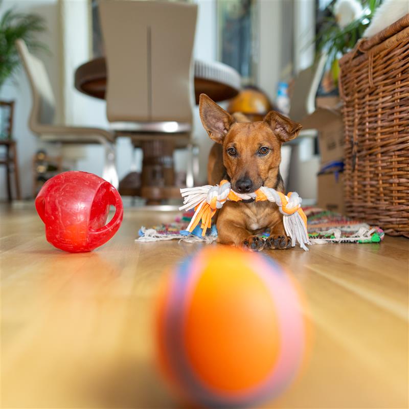 juegos-para-perros-en-casa-busqueda