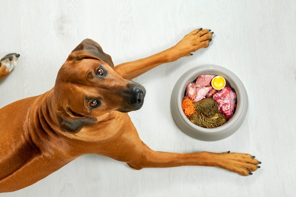 Perro junto a un bowl de dieta BARF, que incluye carne magra, huesos carnosos, vísceras y vegetales, como parte de una alimentación cruda balanceada para perros.