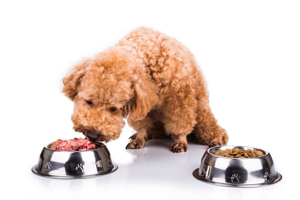 Comparación entre dieta BARF para perros y croquetas comerciales
