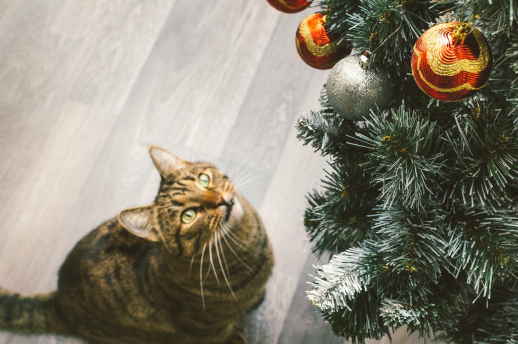 Gato vs árbol de Navidad