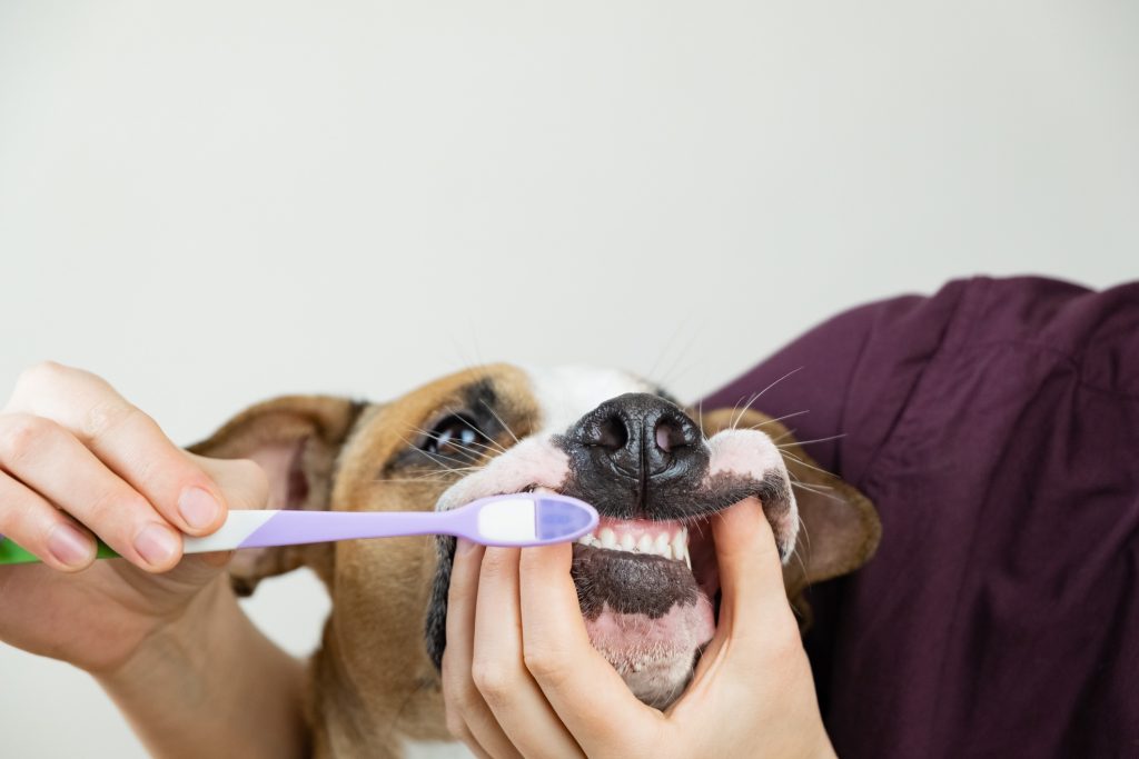 Cuidado bucodental en perros y gatos