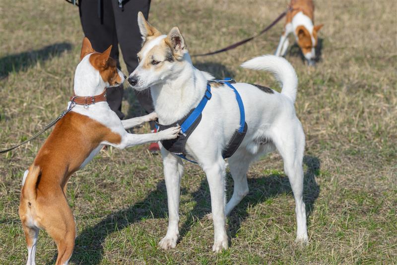 pechera o collar para perro