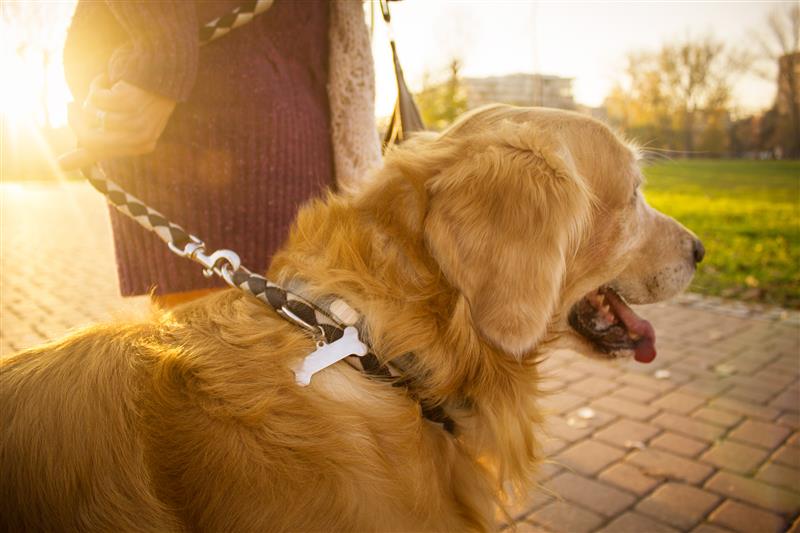 Collar con placa con información