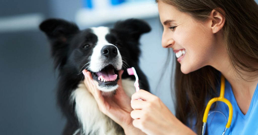 Imagen que ilustra a un perrito negro con blanco en asistencia veterinaria para la revisión bucodental