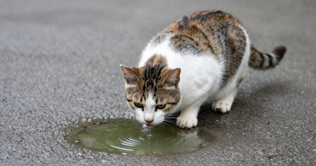 Gato bebiendo agua de charco con riesgo de giardia.