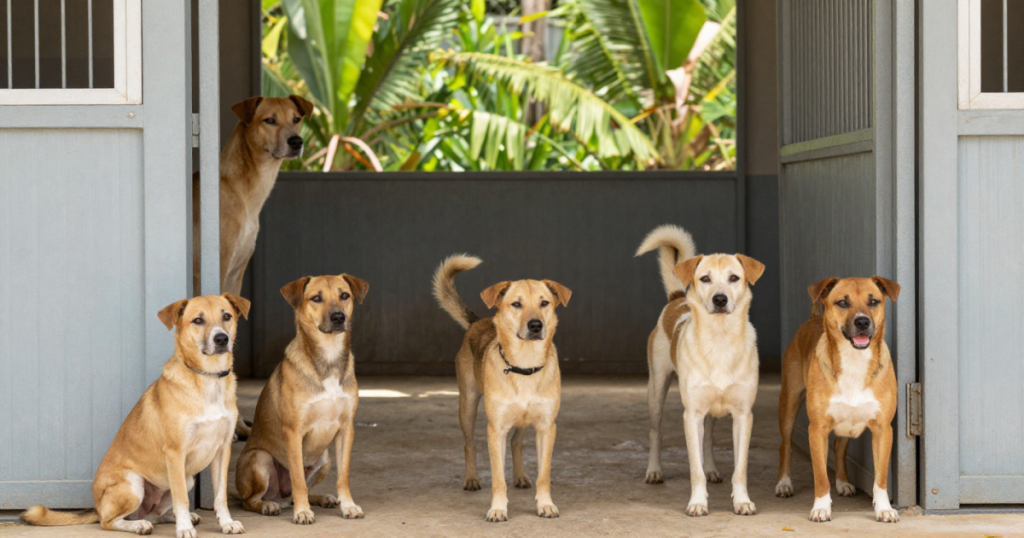 Seis perros de pelaje claro en un refugio ilustrativo, esperando adopción en un entorno limpio y seguro, reflejando la importancia de brindarles un hogar responsable.